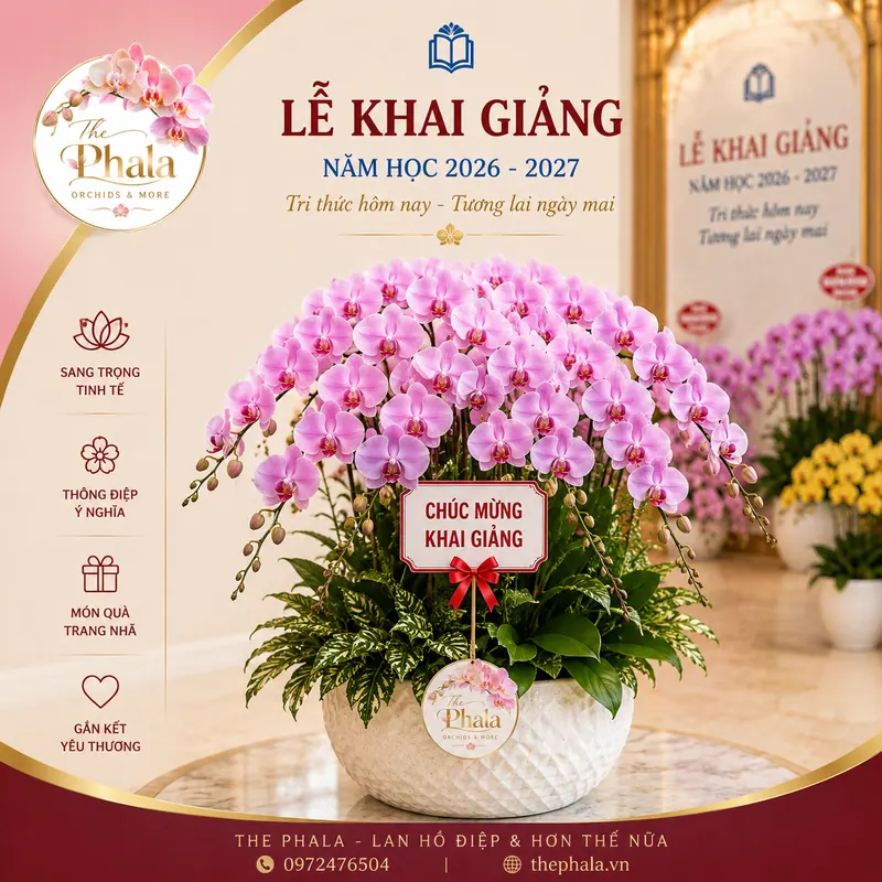 Chậu lan hồ điệp hồng 20 cành cắm tròn trong chậu sứ trắng vân nổi mừng lễ khai giảng từ The Phala