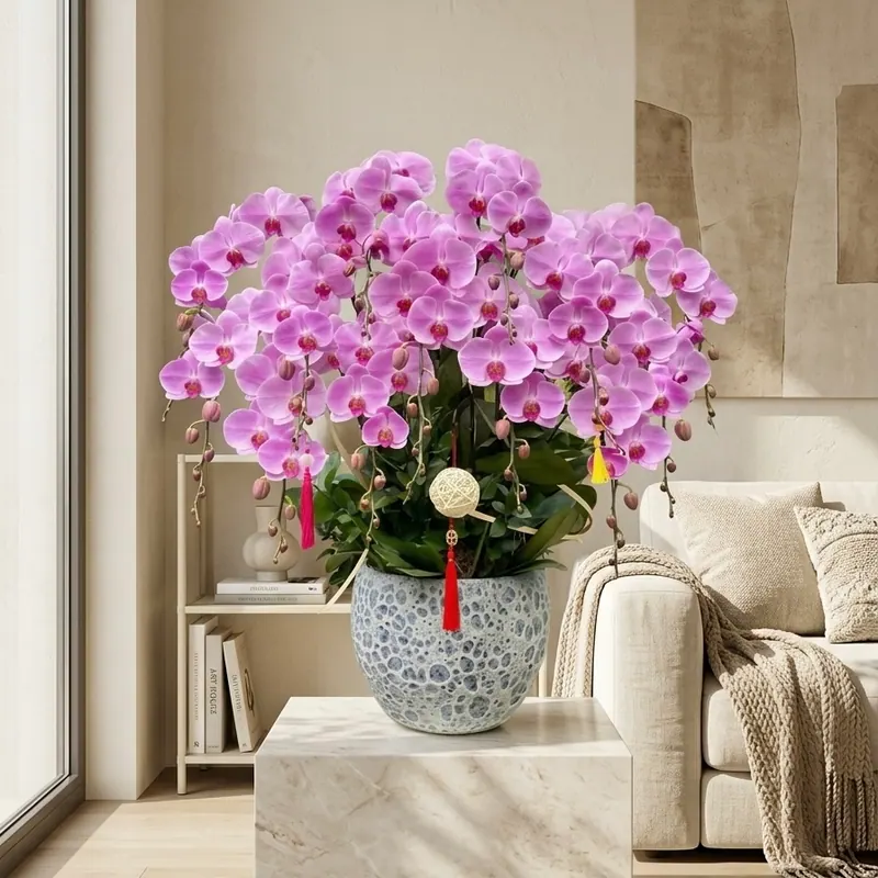 Chậu lan hồ điệp 15 cành màu hồng cắm trong chậu sứ hoa văn tổ ong chấm xanh đặt tại phòng khách The Phala